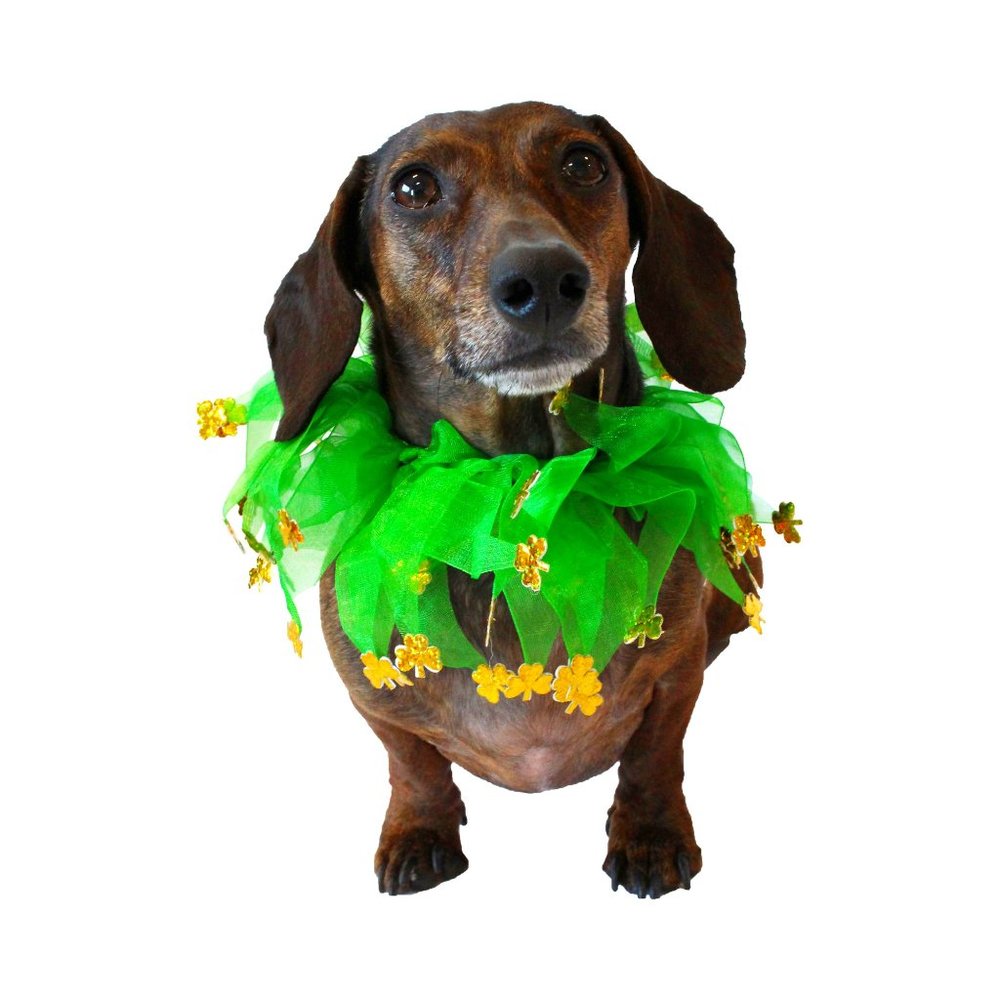Midlee St Patrick's Shamrock Decorative Dog Collar